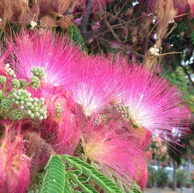 fleurs d'arbre à soie